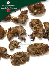 Chan Tui,未硫化的 Cryptotympana pustulata 蜕皮